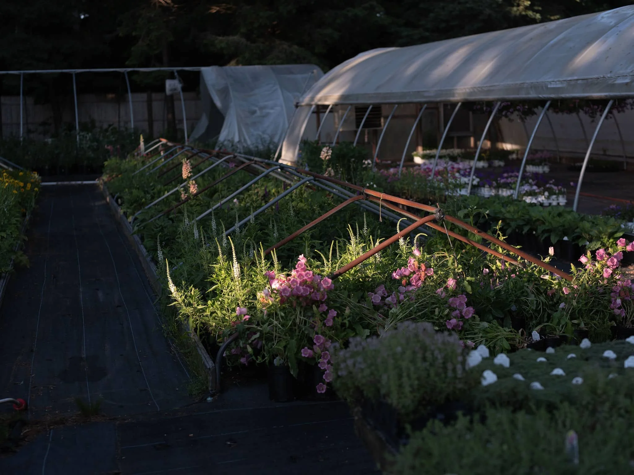 Gayle-gardens-nursery-04-4.jpg