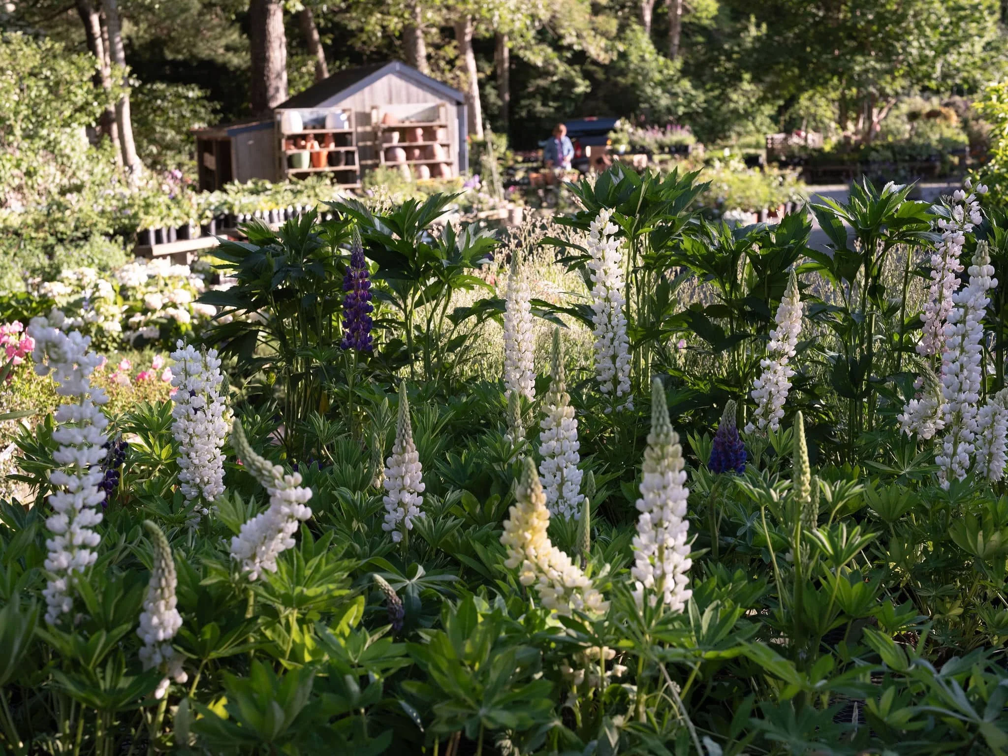 Gayle-gardens-nursery-04-2.jpg