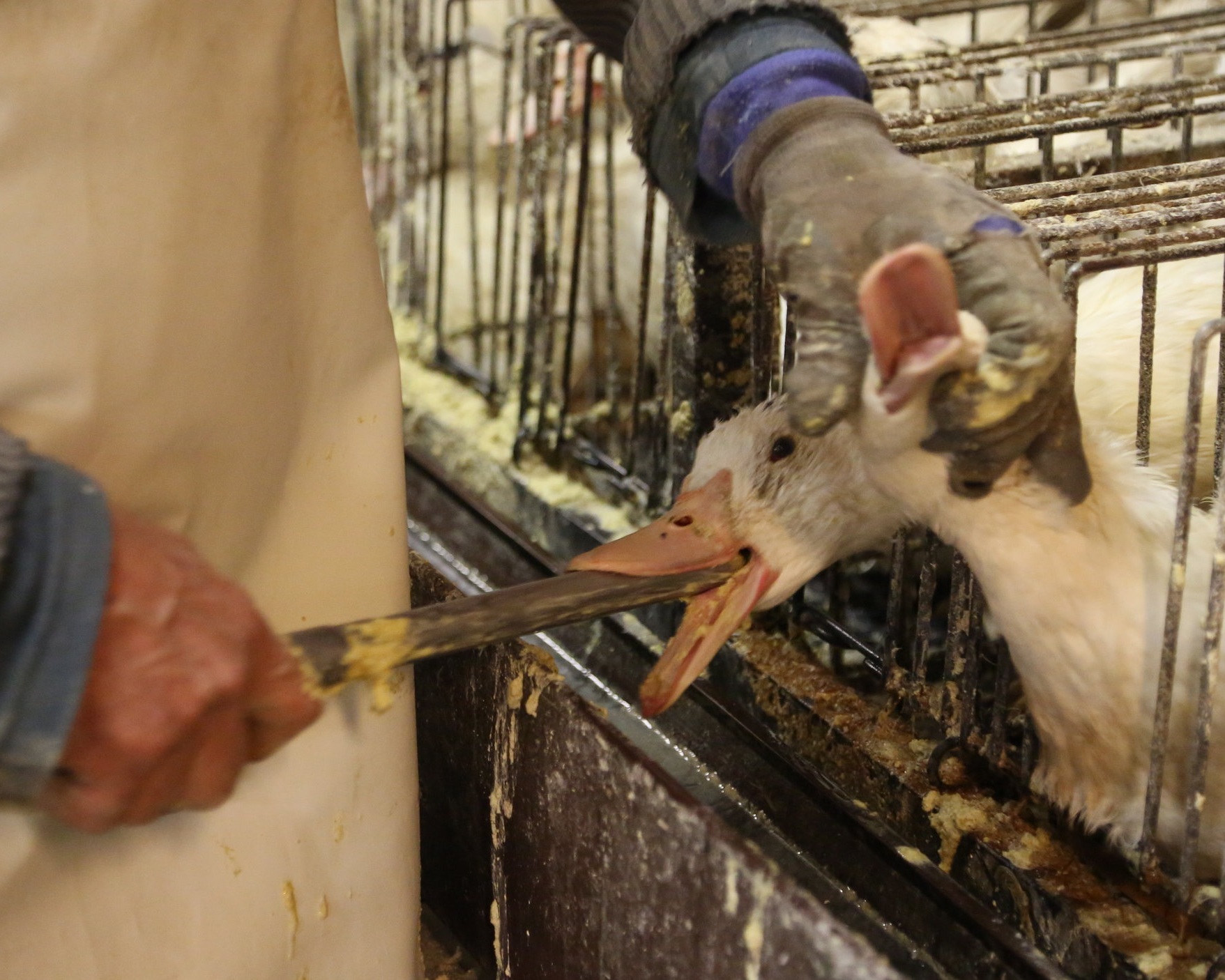 04-gavage-foie-gras-cages-individuelles-France-2012.jpg