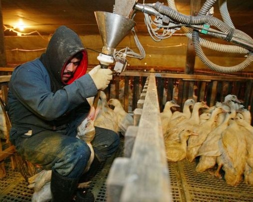 635562604682671399-AP-Foie-Gras-Ban.jpg