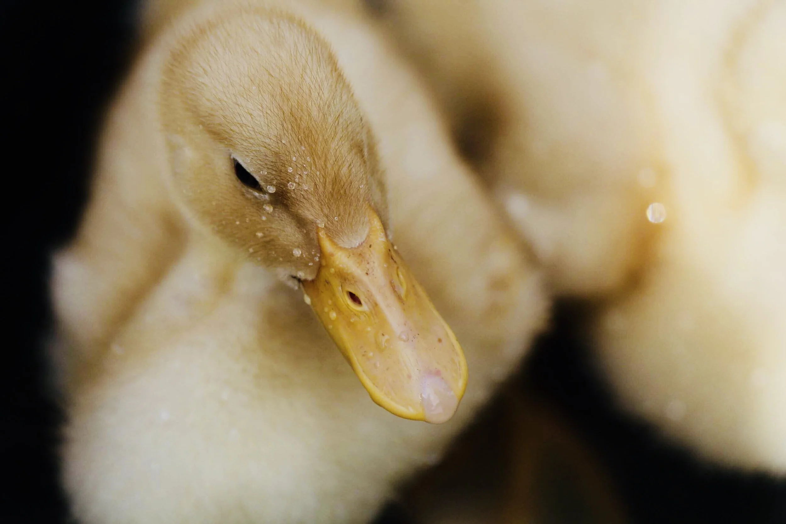 Foie Gras Myths Busted