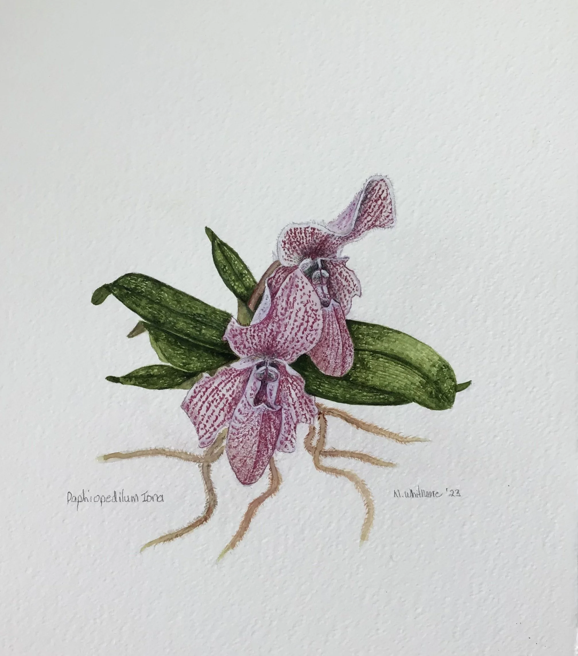 Paphiopedilum Iona