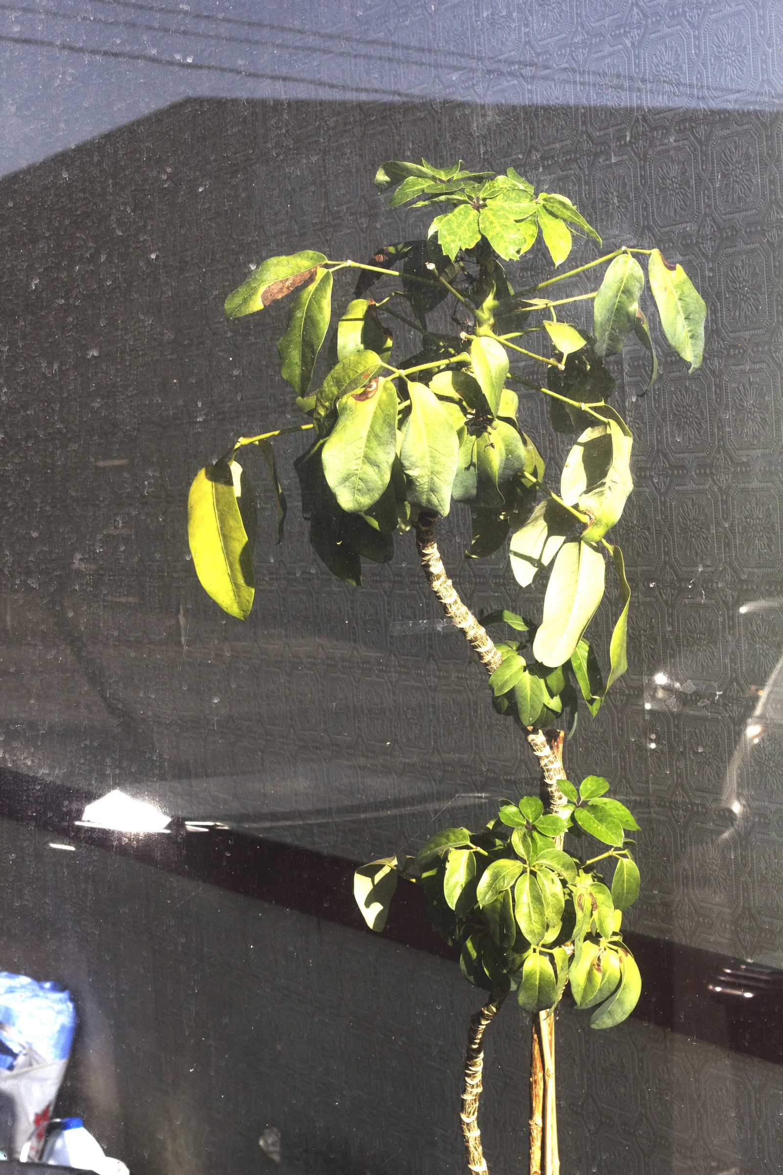 plantlife.jpg