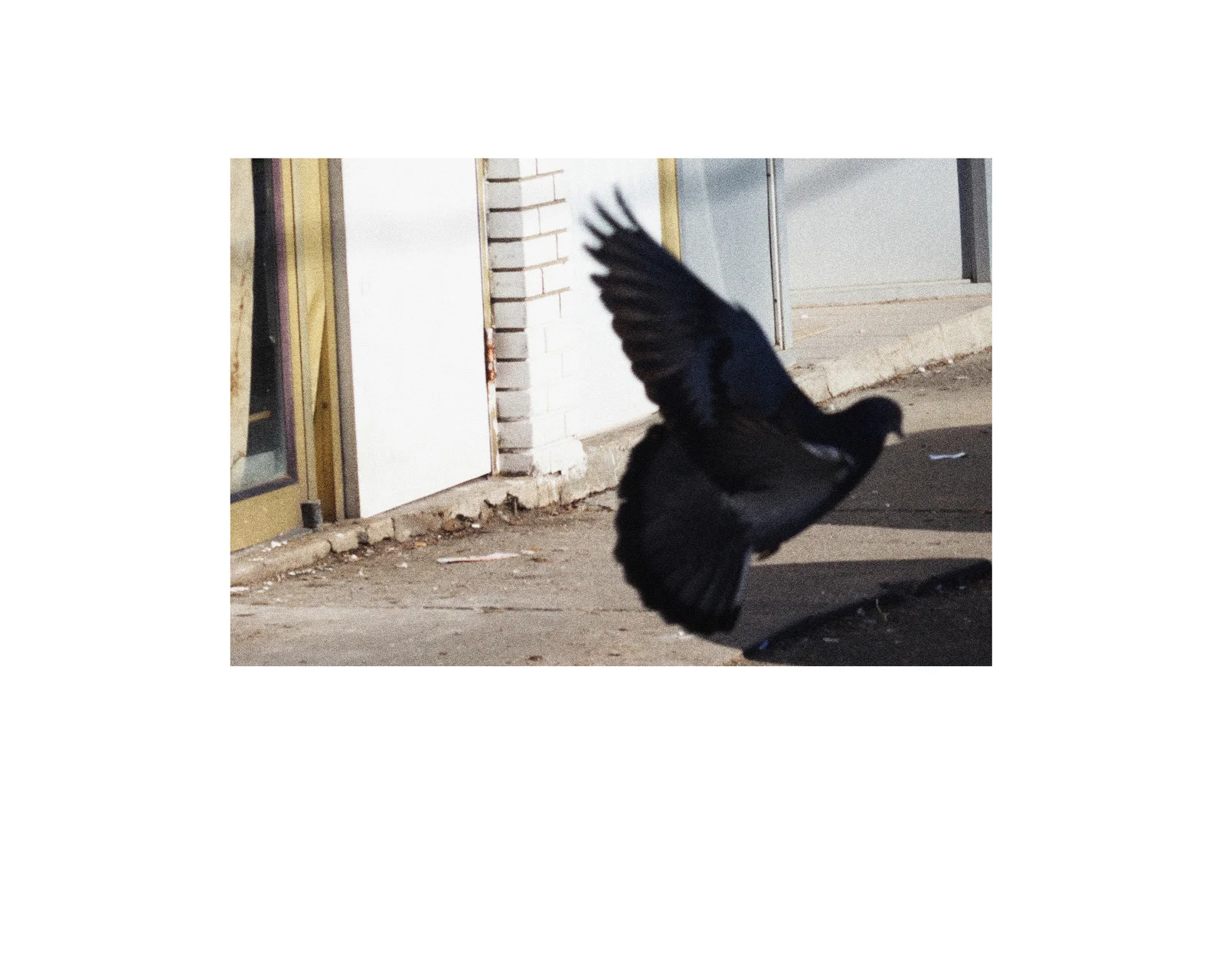 pigeonwebsize.jpg