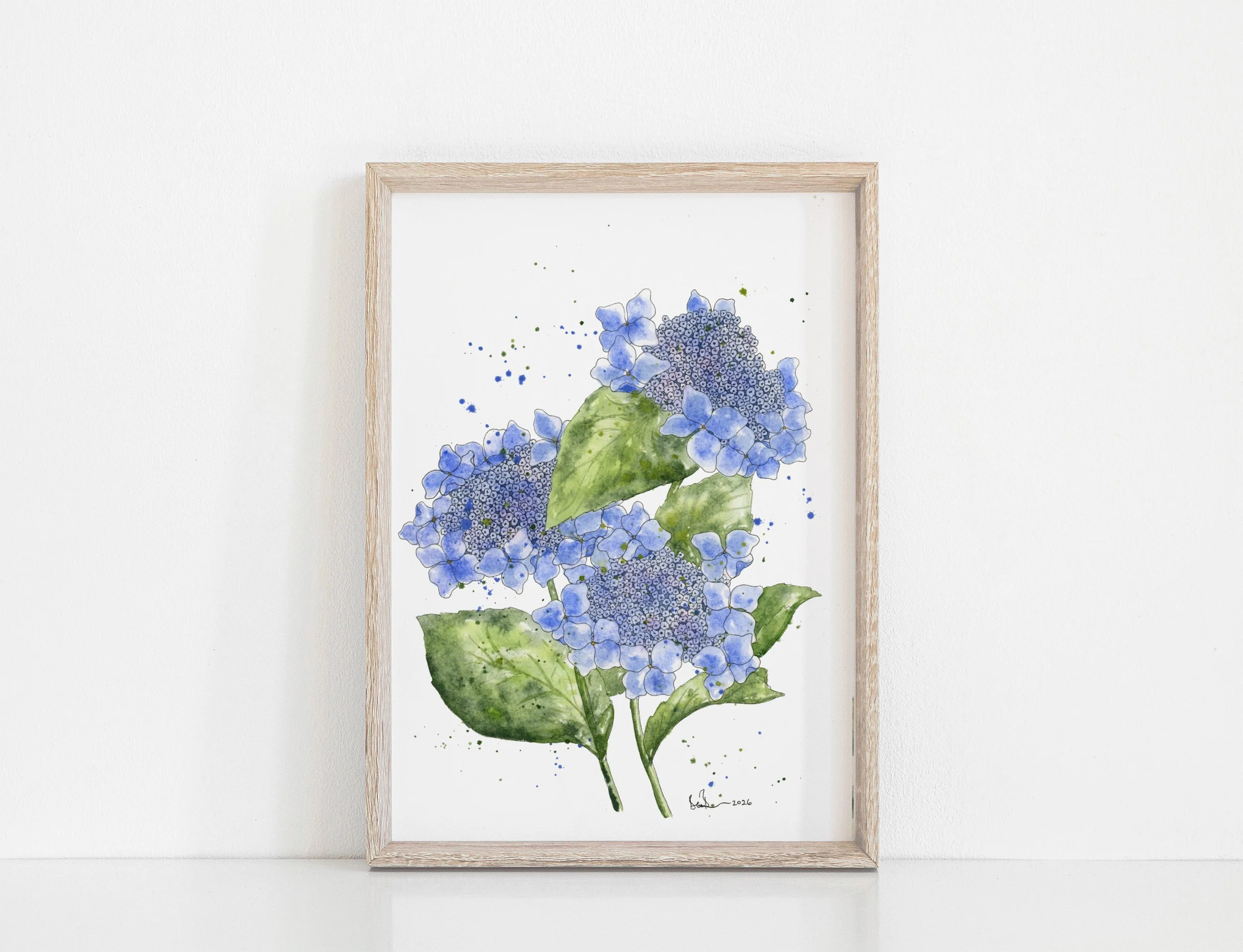 Blue lace hydrangea 2026.jpg