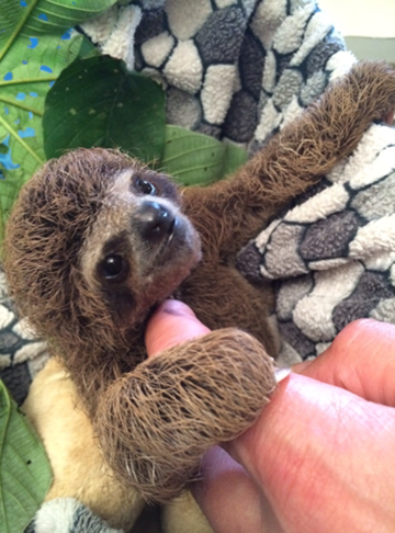 Baby sloth.png