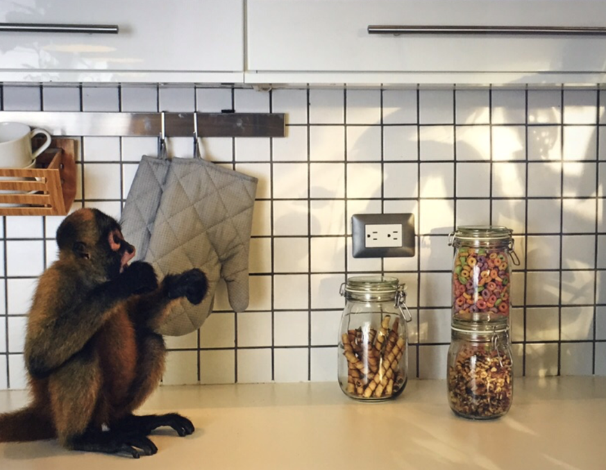 Monkey in the kitchen.png