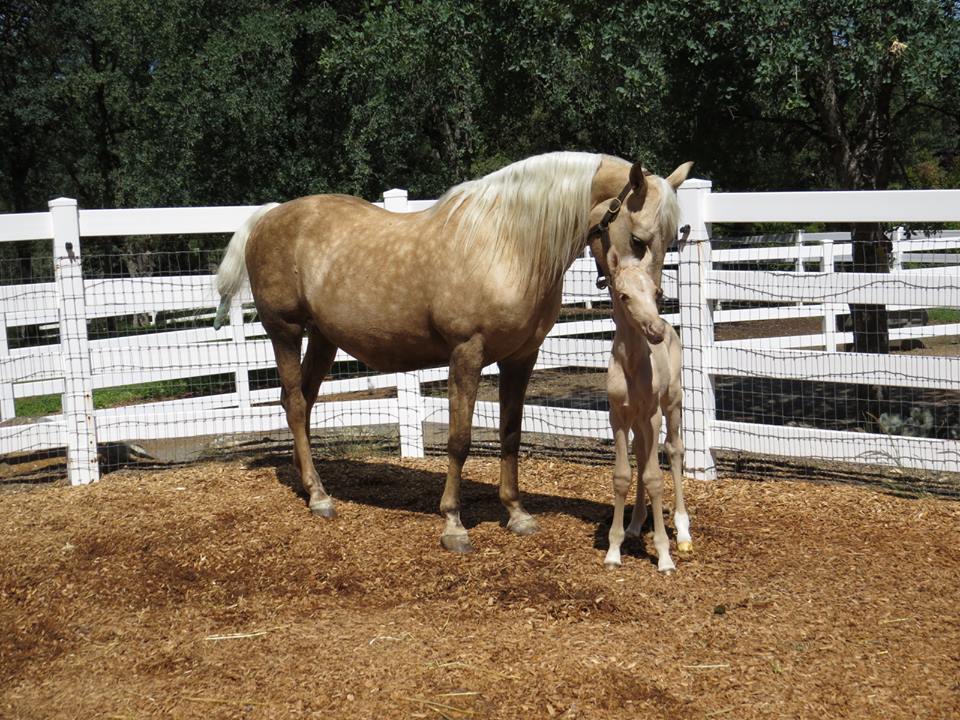 Palomino Mare and Foal.jpg