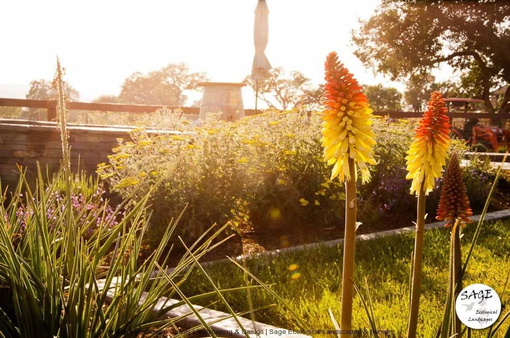 paso-robles_backyard-landsc.jpg
