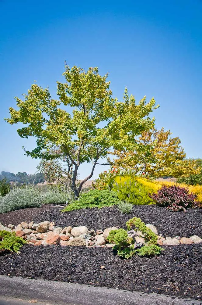san-luis-obispo-landscaping-sage-ecological-landscapes-baker-avila-residence-web-size-46-of-73_20120731-untitled-shoot-untitled-6233.jpg