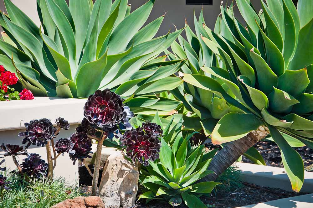 san-luis-obispo-landscaping-sage-ecological-landscapes-baker-avila-residence-web-size-44-of-73_20120731-untitled-shoot-untitled-6221.jpg