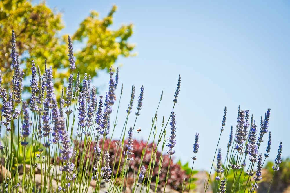 san-luis-obispo-landscaping-sage-ecological-landscapes-baker-avila-residence-web-size-52-of-73_20120731-untitled-shoot-untitled-6252.jpg