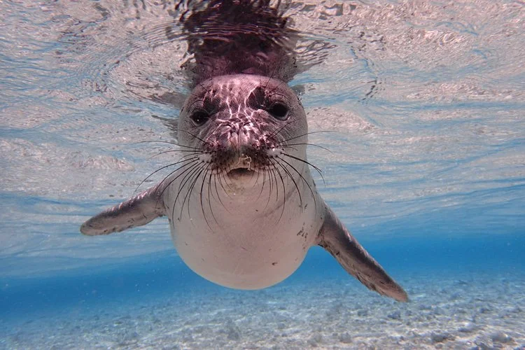 hawaiian_monk_seal.jpg