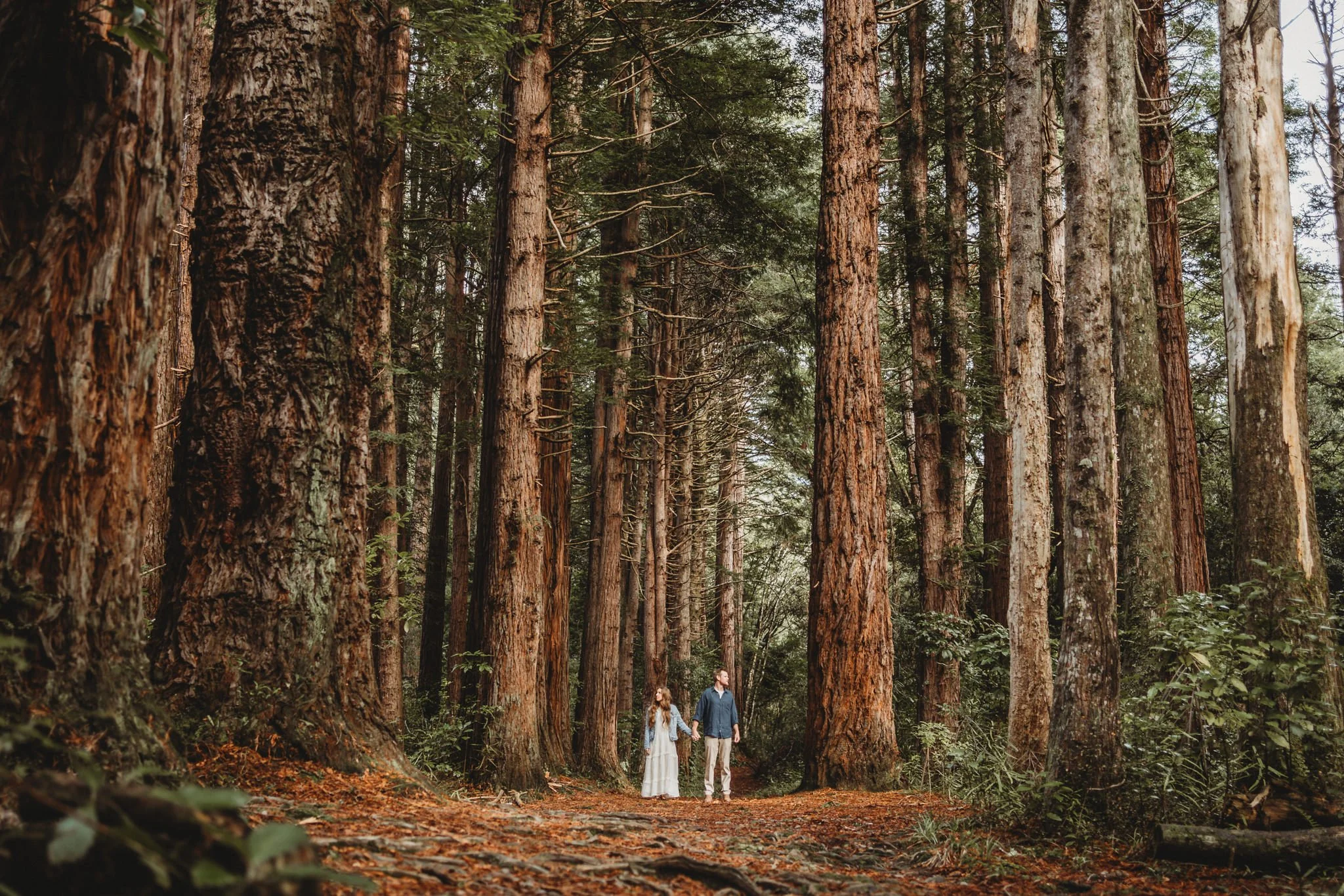 Couple in Redwood Forest