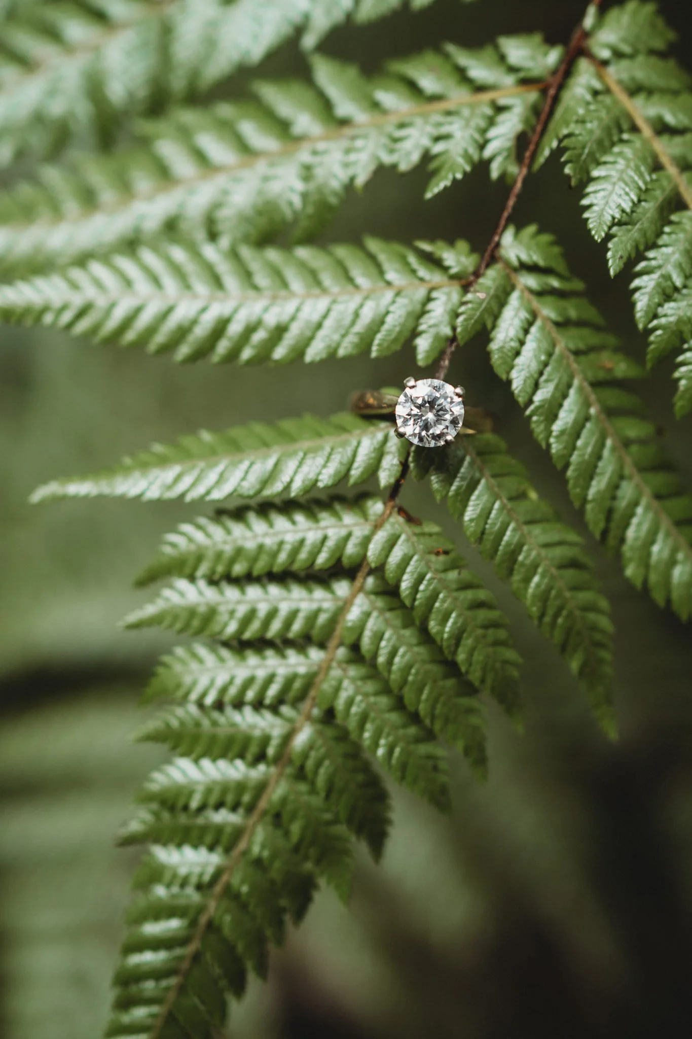 A diamond engagement ring hanging on a fern leaf
