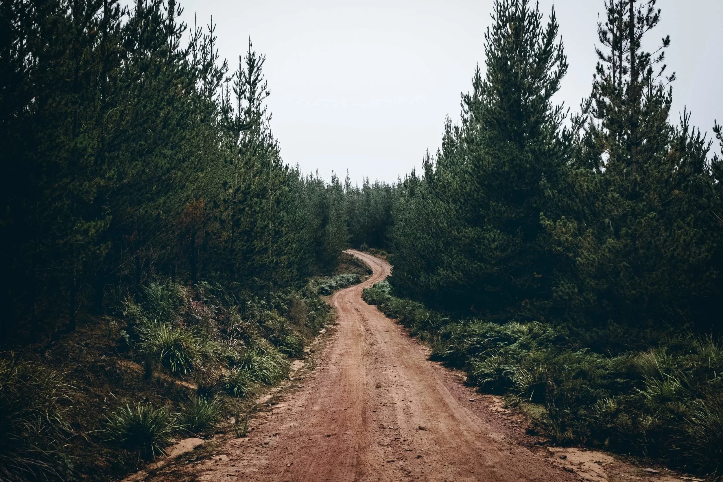 Forestry.jpg