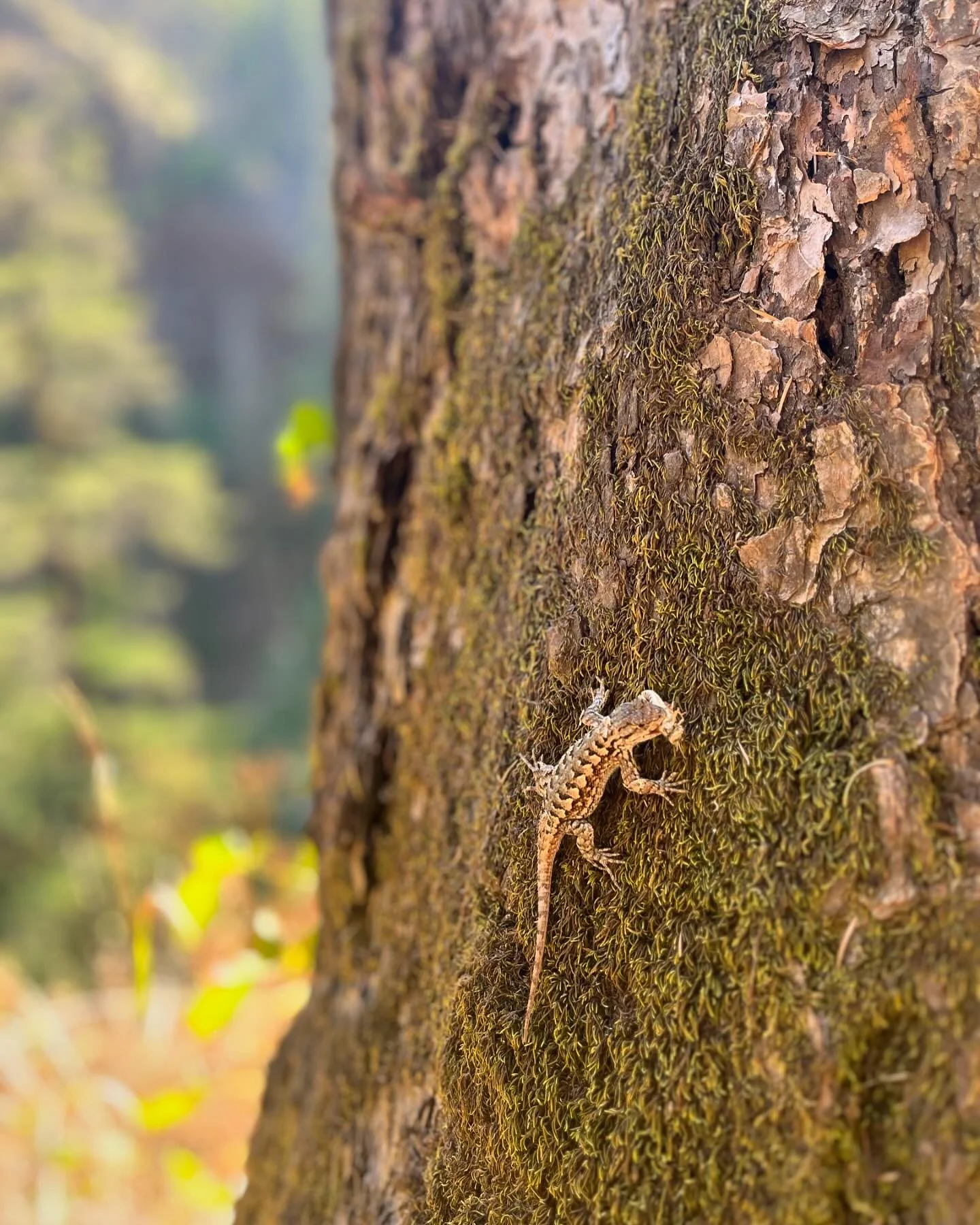 Met a little friend today 🔥