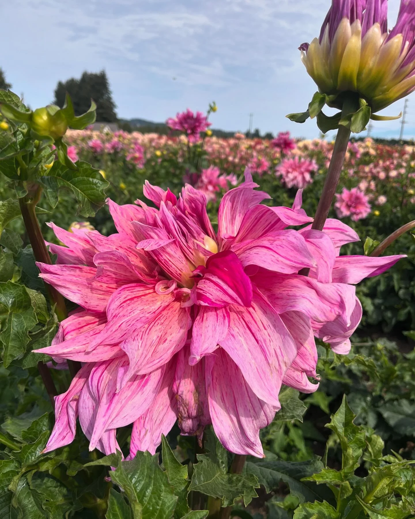 The most beautiful 🖤

@tonythompsonmusic