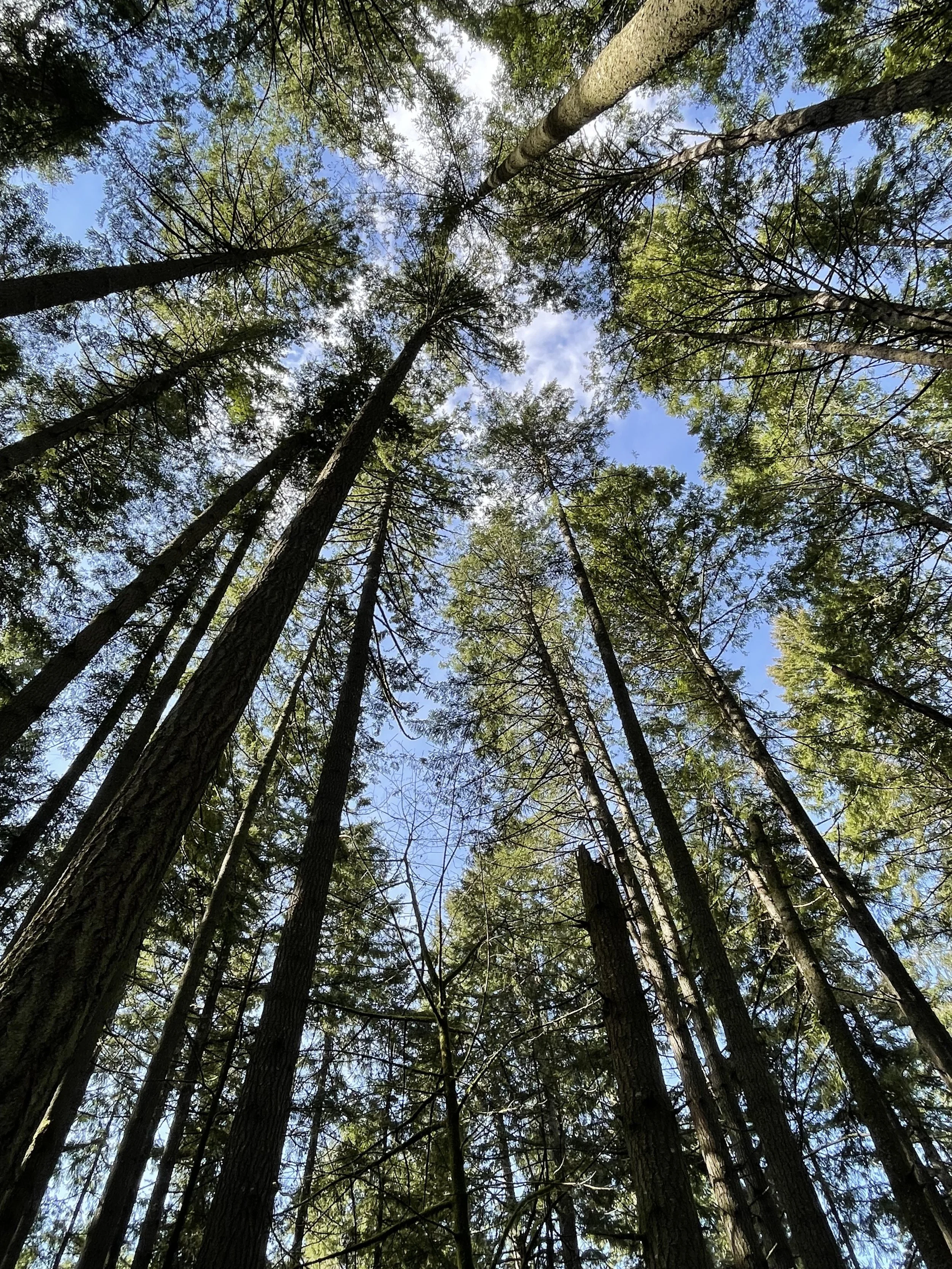Looking up at tall trees in a forest with a blue sky and some clouds visible through the canopy.  Taken while on a trip to the Pacific Northwest.
