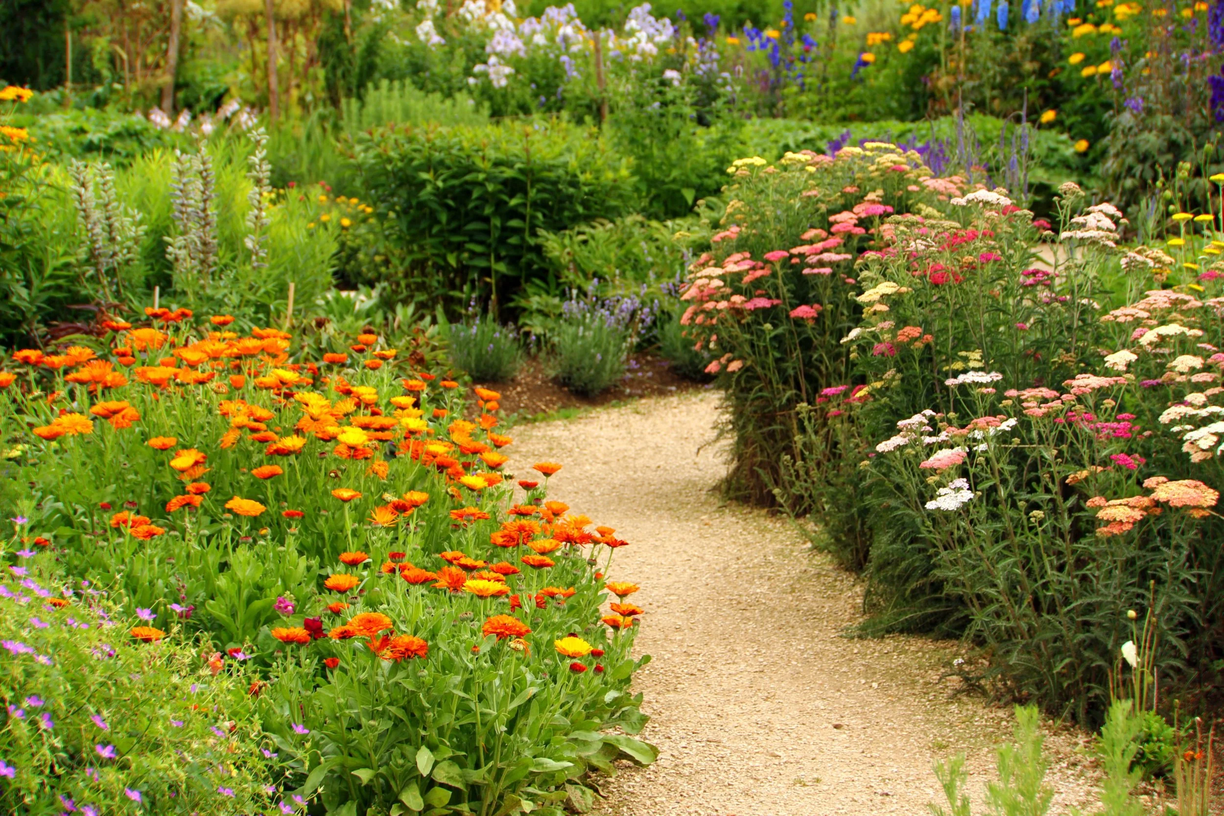 A garden path winding through colorful flower beds with orange, yellow, pink, purple, and white flowers.