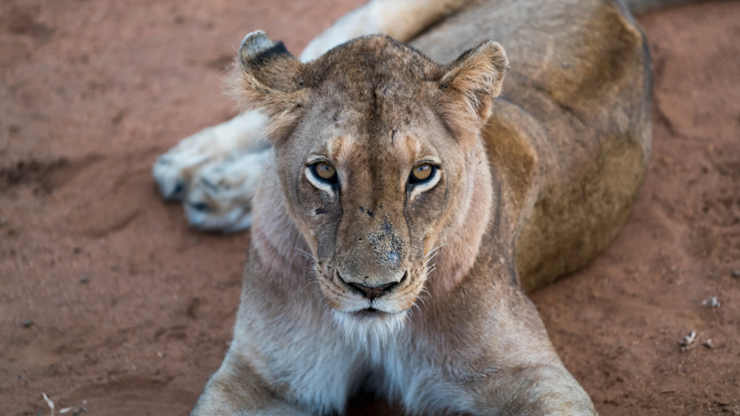 21 Life Lessons Animals Teach Us Better Than Humans Do