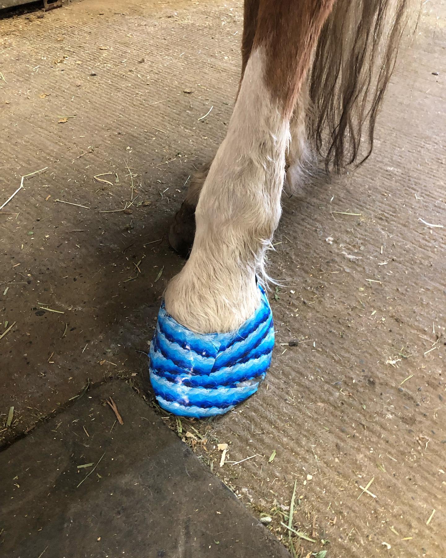 My little (big) boy got a little style with his doctoring today. He deserves it. This last week has been a bit of a rough go with two abscesses (yes, TWO) blowing out in different spots of the same foot. And this was even with checking their feet rel