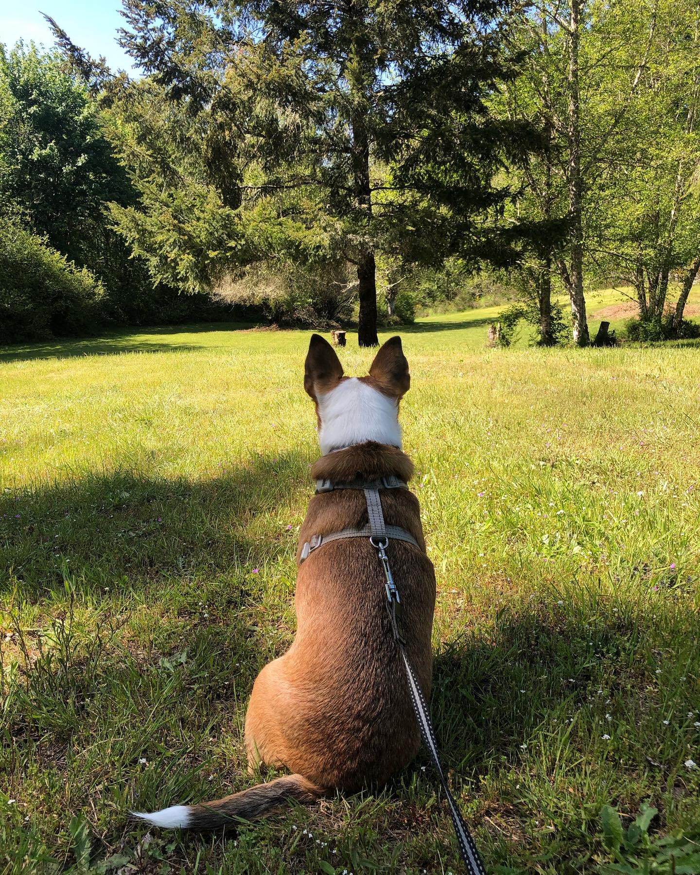 Life is often best seen through two ears. 😌💛🐾

This was our afternoon. Not planned but needed.

#lifebetweentheears #lifewithpuppo #getoutside #adventures #myadventuress #queenaurelia #chihuahua #chihuahualove #parksareawesome #uplifting #love
