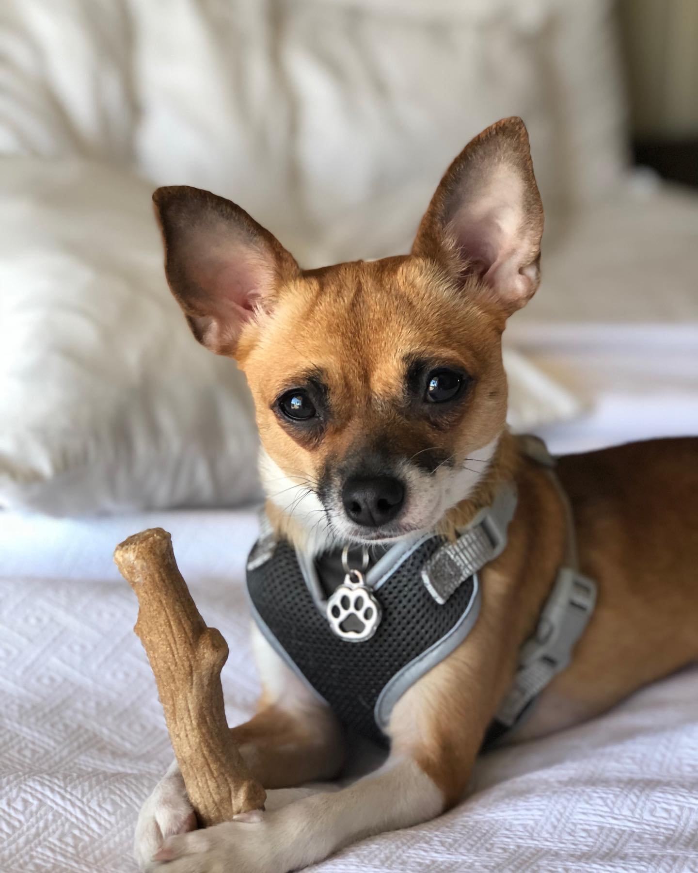 For National Chihuahua Day, I had to post some favorites of my photogenic beauty. She does it without even trying. What a girl. What a chihuahua. I am definitely won. 🥰🐾

#lovechihuahuas #chihuahualove #chihuahua #chihuahuas #chihuahualife #doggos 