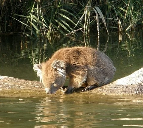koala close up.jpg