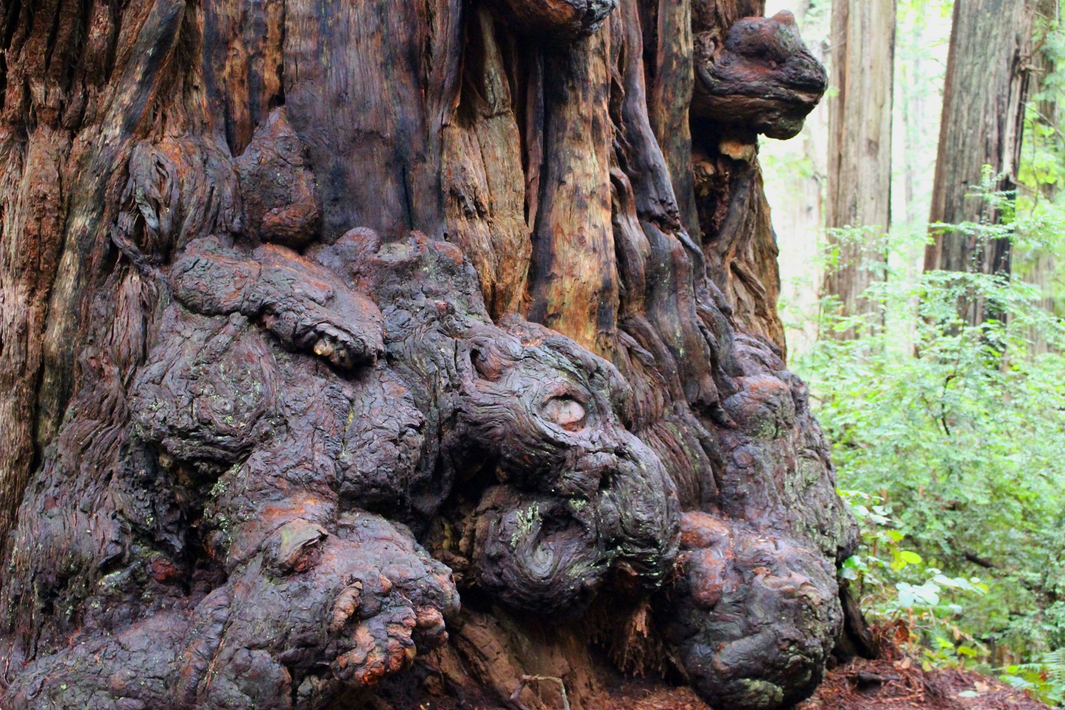 Lisa Kellner Artist_Hiking California Redwoods 3.jpg