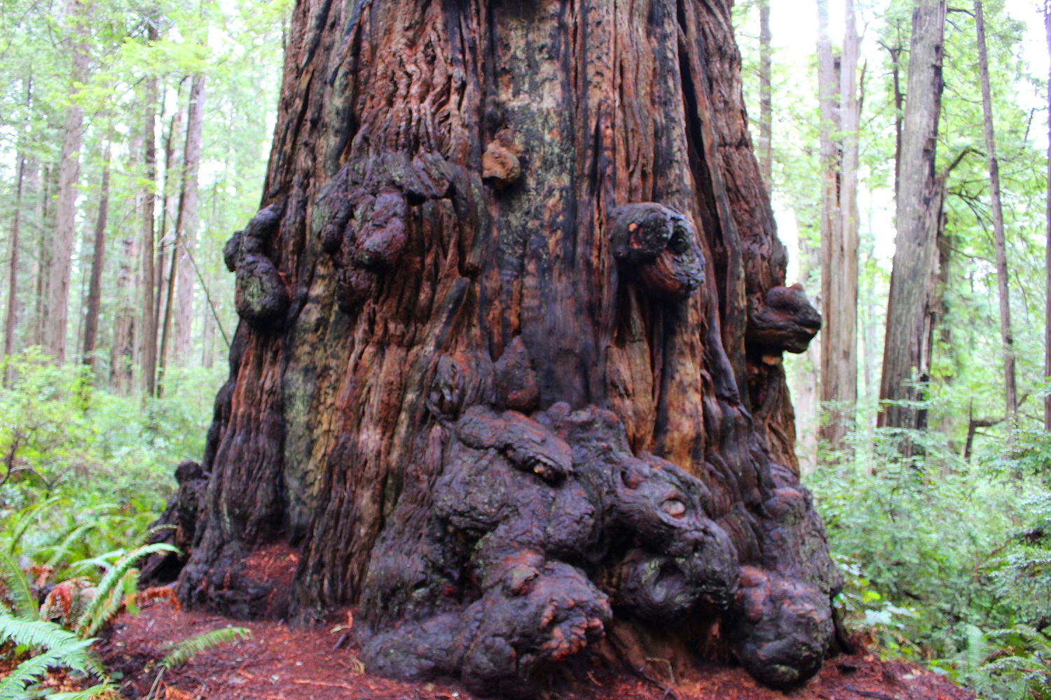 Lisa Kellner Artist_hiking California Redwoods 4.jpg