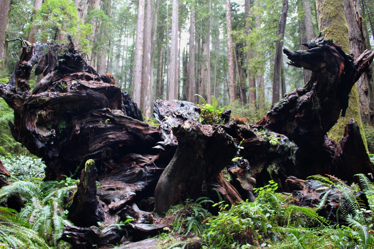 Lisa Kellner Artist_Hiking California Redwoods 8.jpg