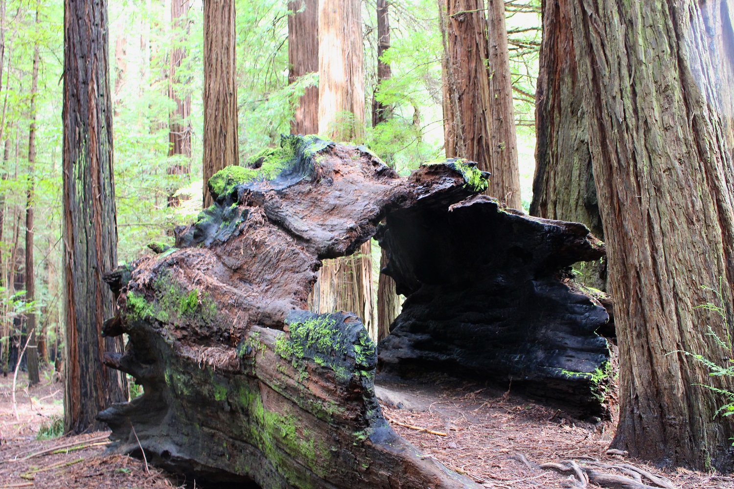 Lisa kellner Artist_Hiking California Redwoods 016.jpg
