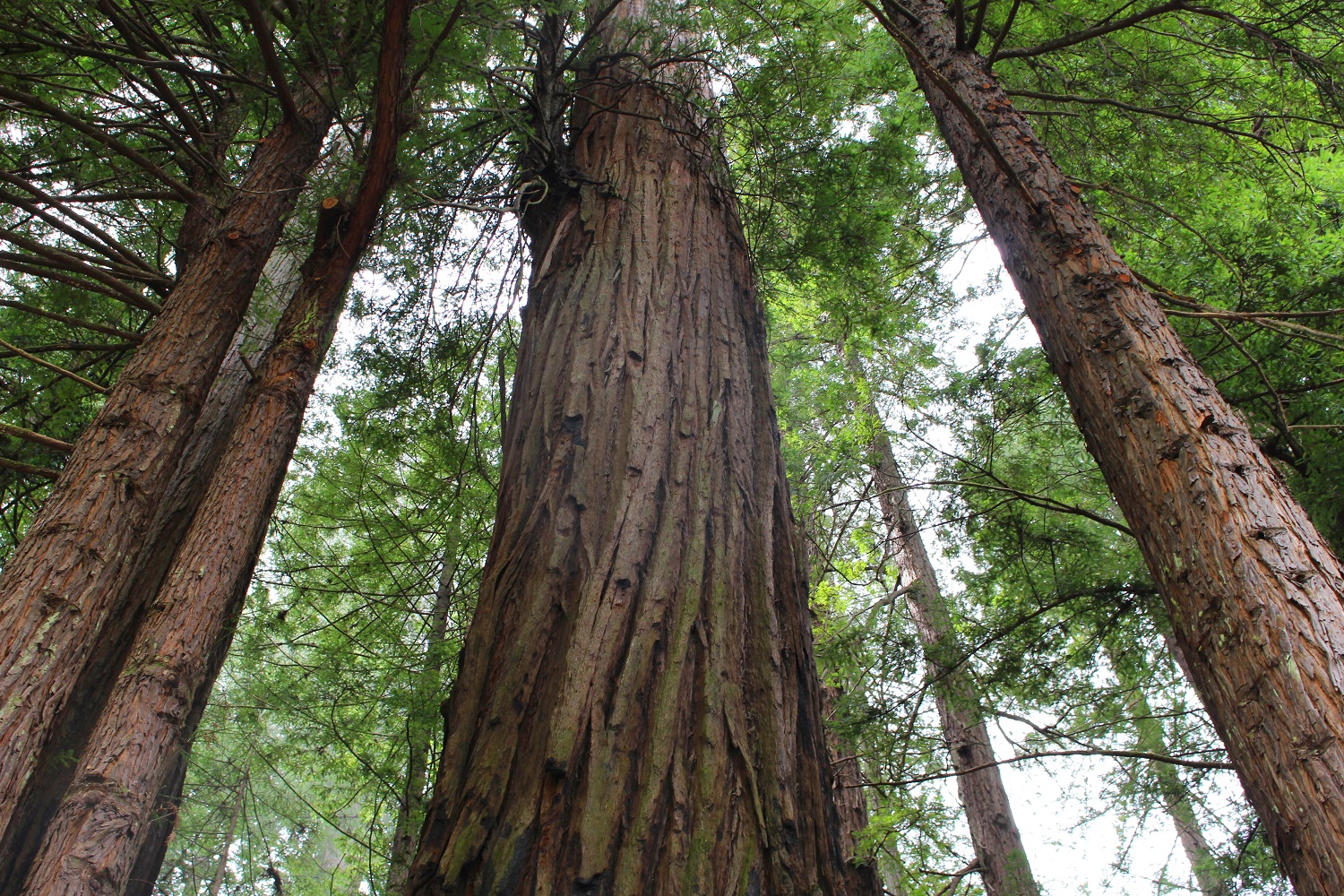 Lisa Kellner Artist_Hiking California Redwoods 017.jpg