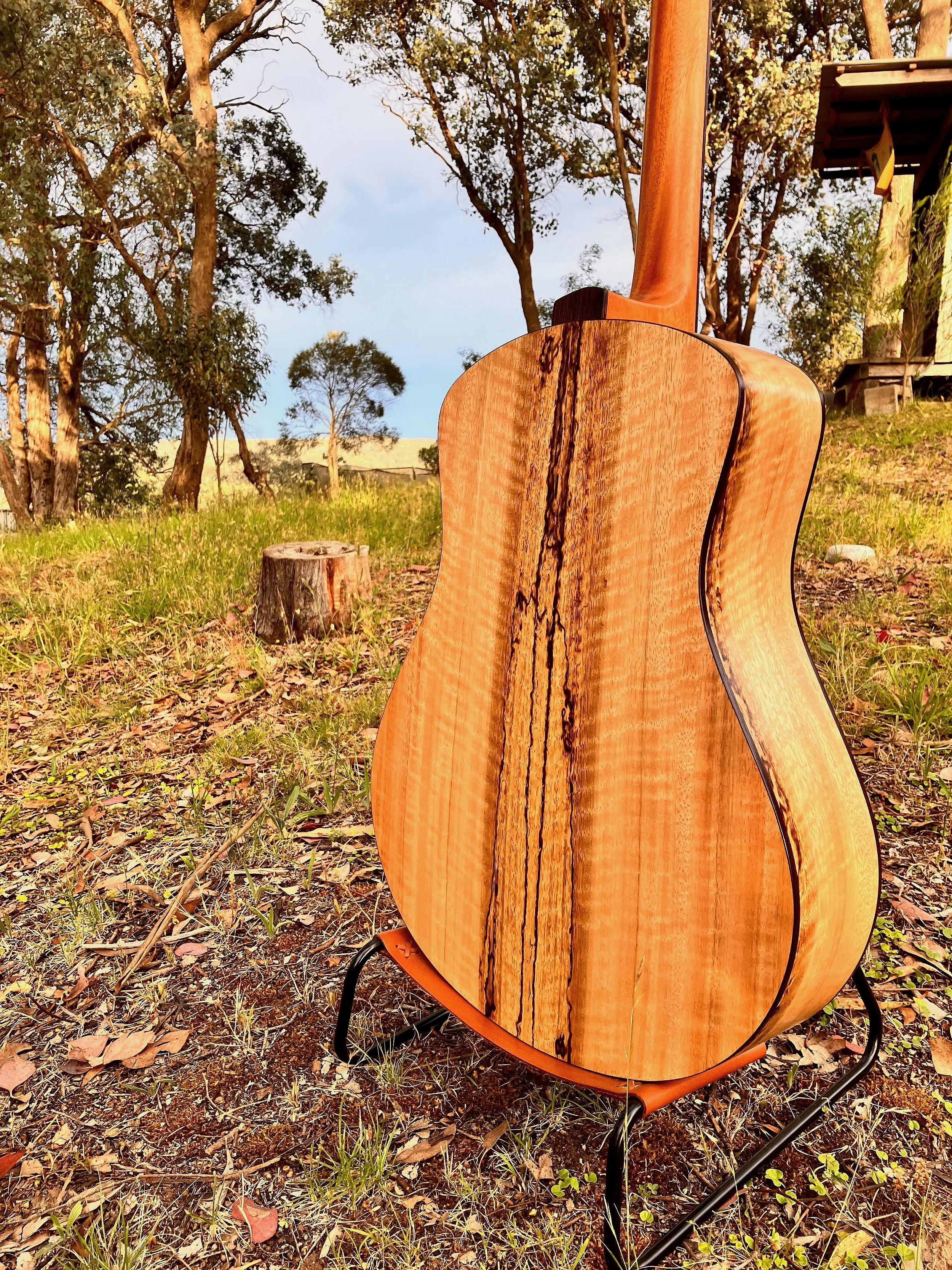 Spotted Gum 