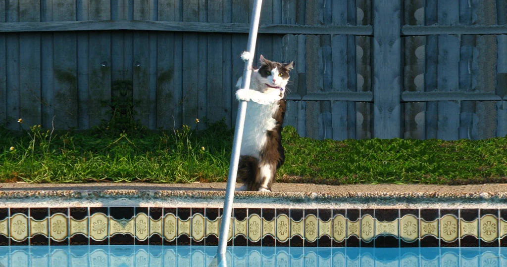 pool-cleaning-company-8.jpg