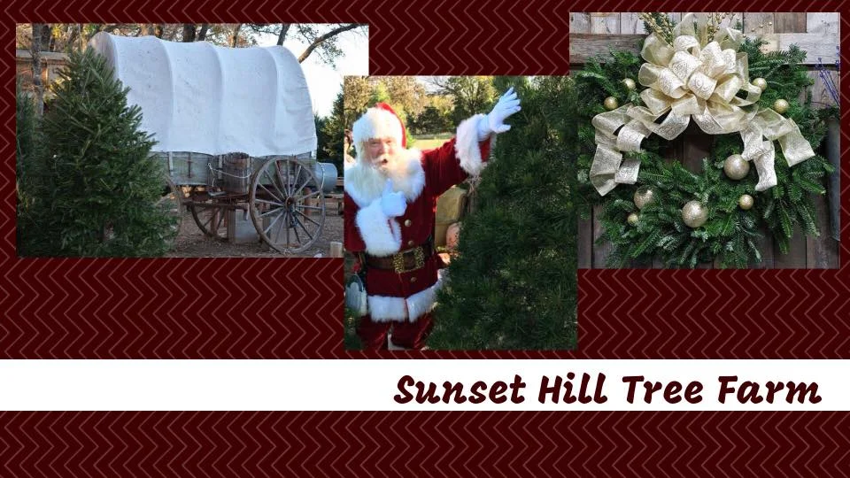 Sunset Hill Tree Farm