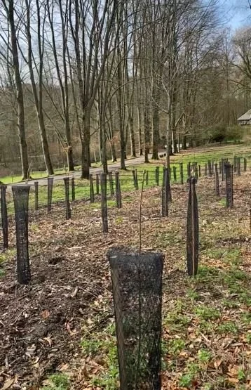 Tree replanting: An Ecological Commitment to the Revitalization of Biodiversity