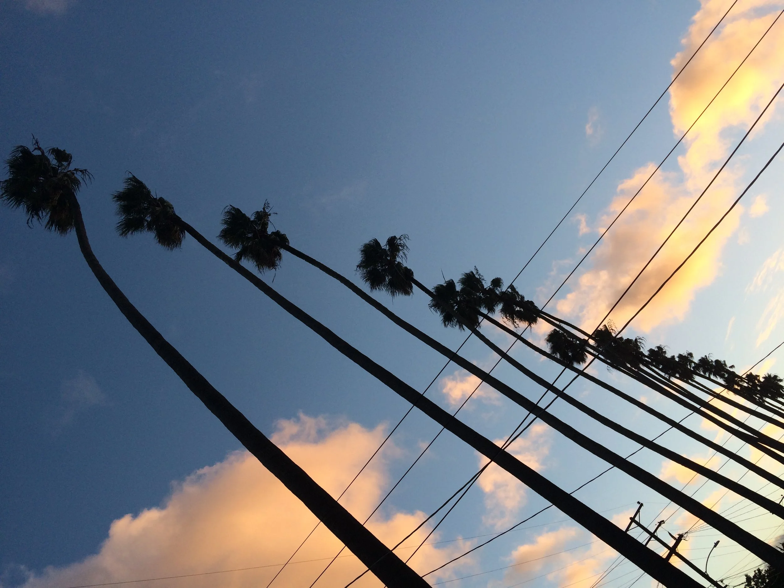 palms sideways blow up (1).jpg