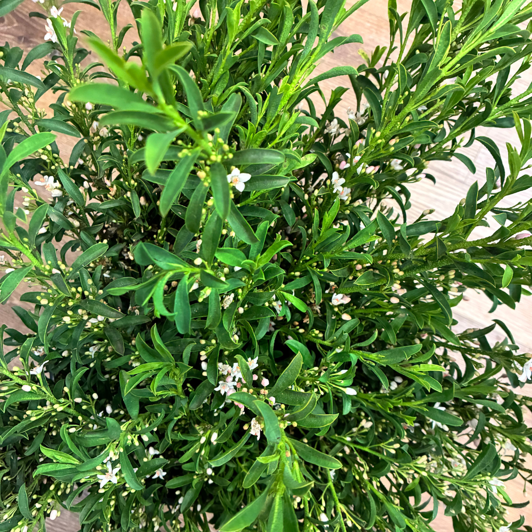 Take and Make Bouquets Are Back!