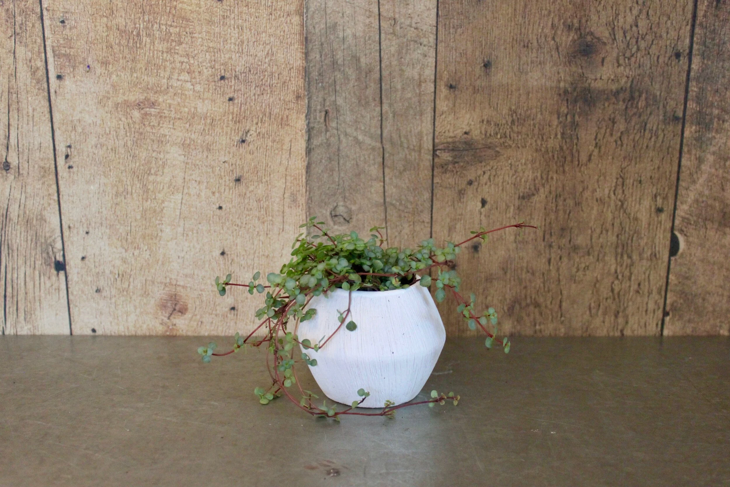 Silver Sparkle Pilea 3"