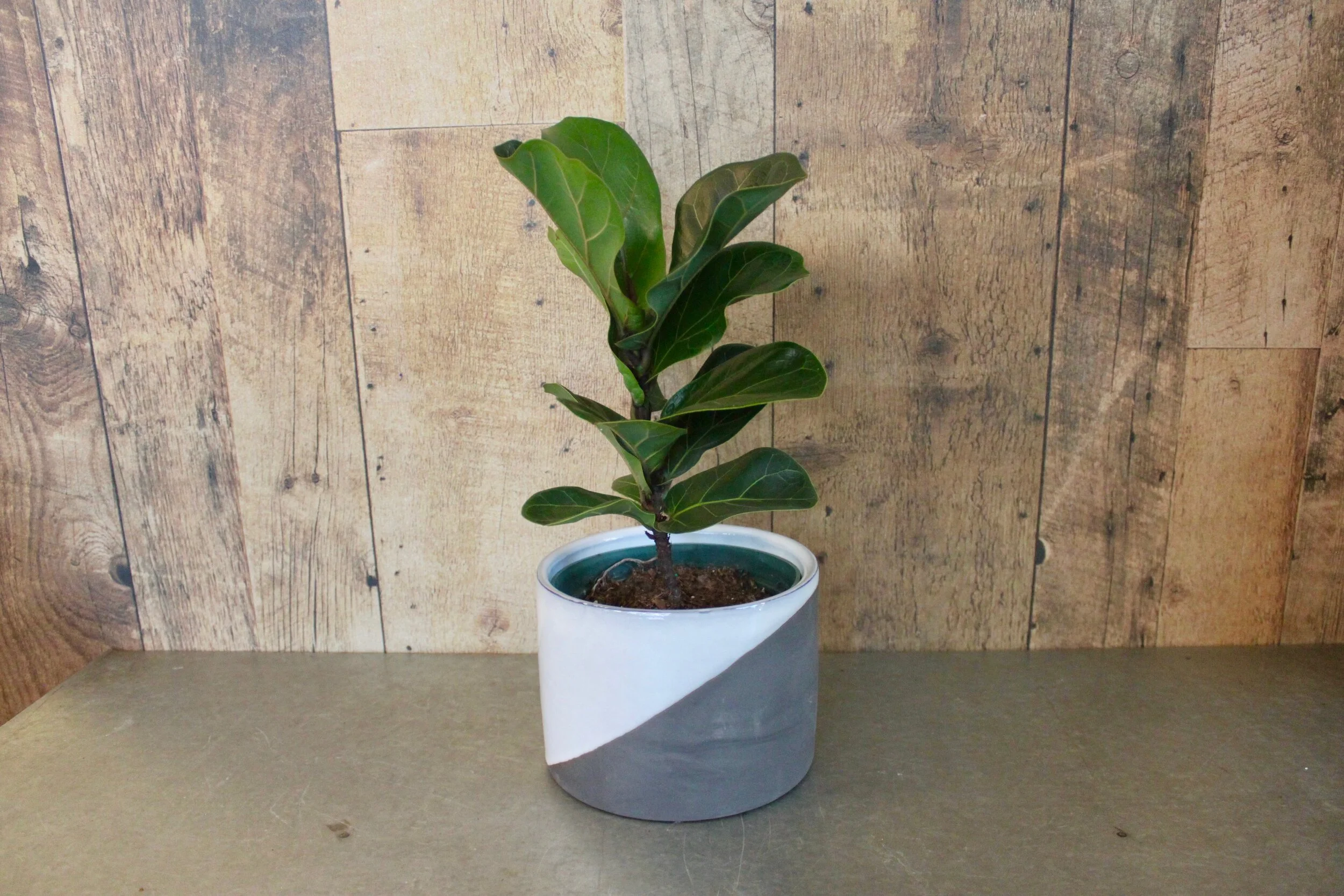 Ficus Fiddle Head Fig 6"