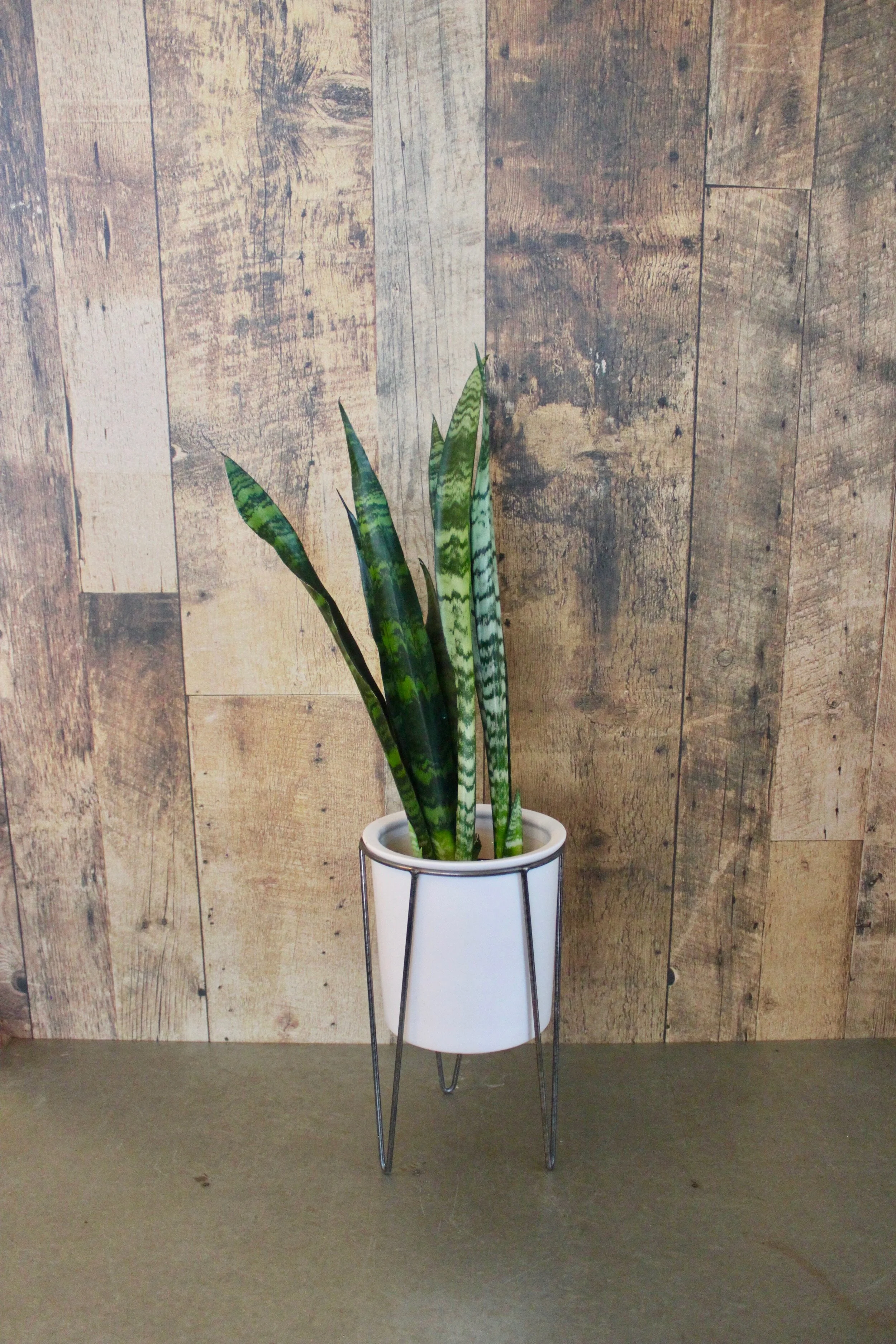 Snake Plant 6" (Pot Not Included*)