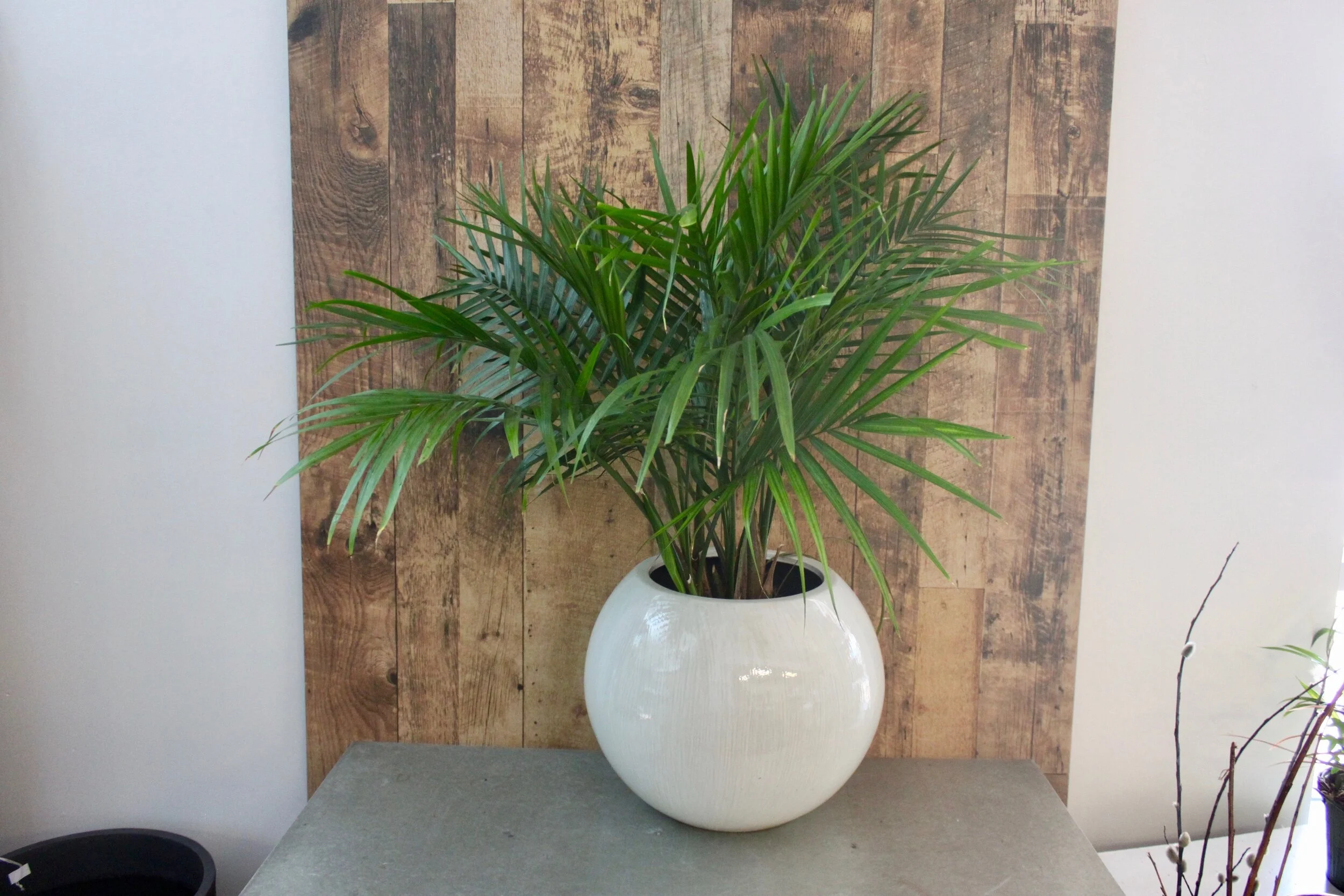 Palm Tree (Pot not included)