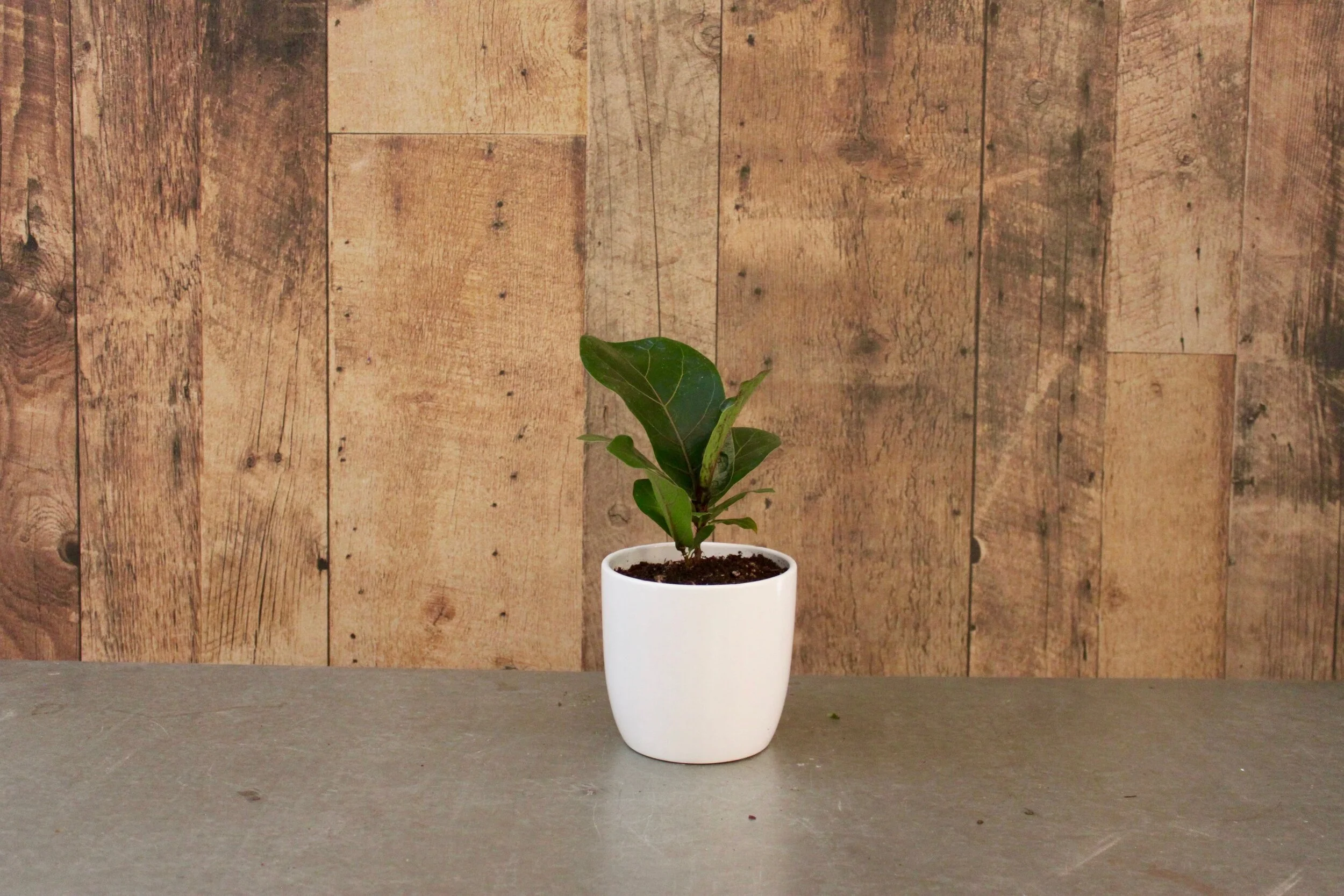 Ficus Fiddle Head Fig 4"