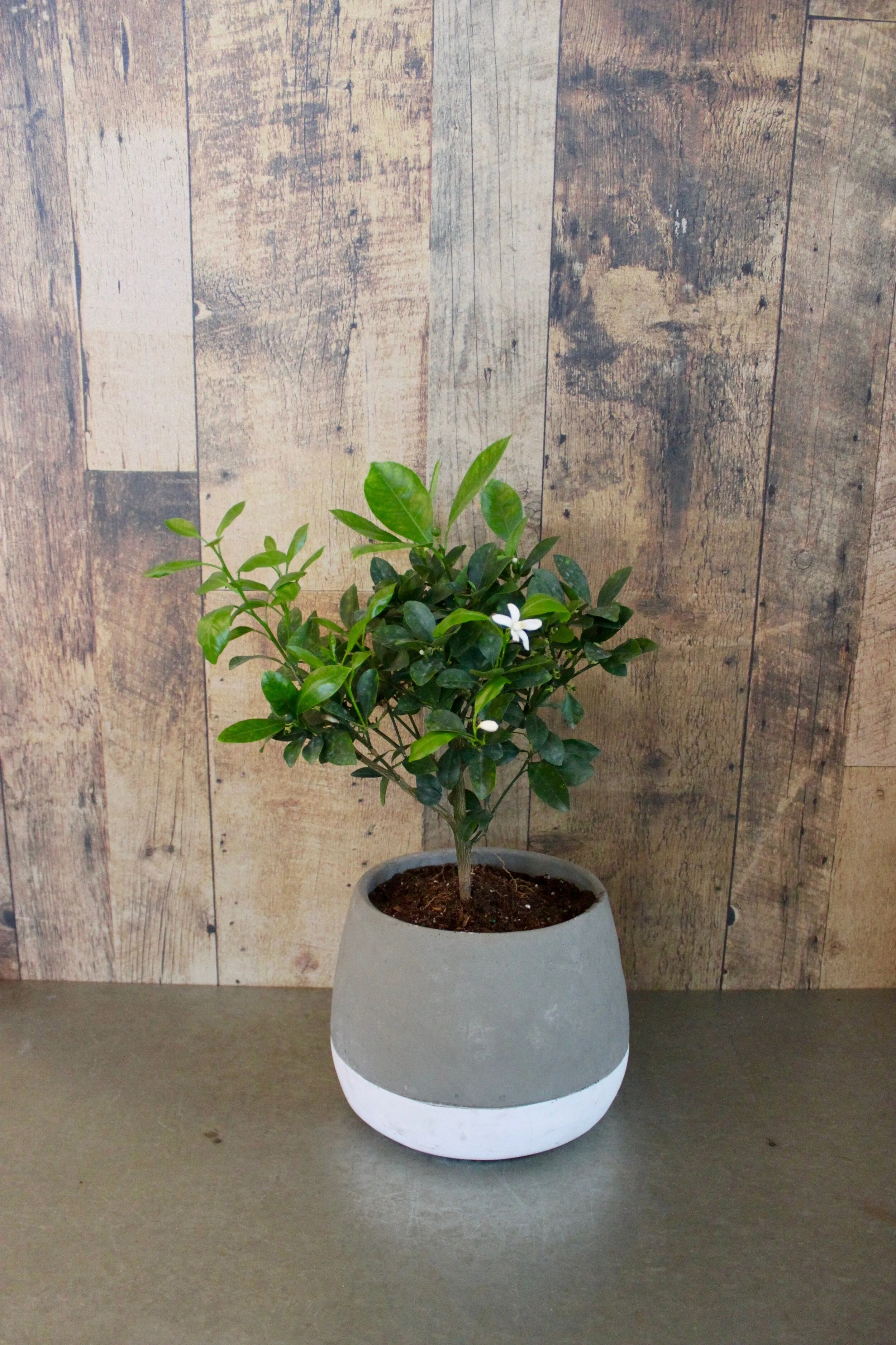 Calamondin Lime (pot not included)