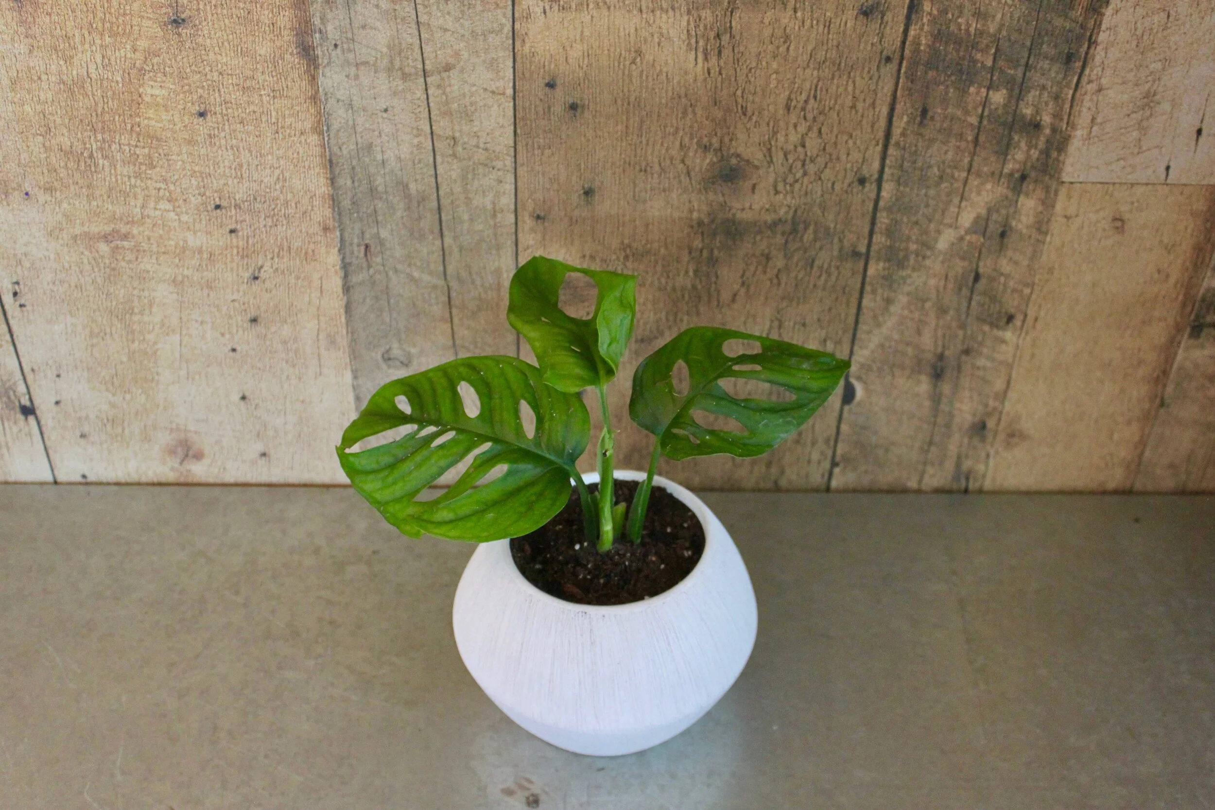 Monkey Mask Monstera