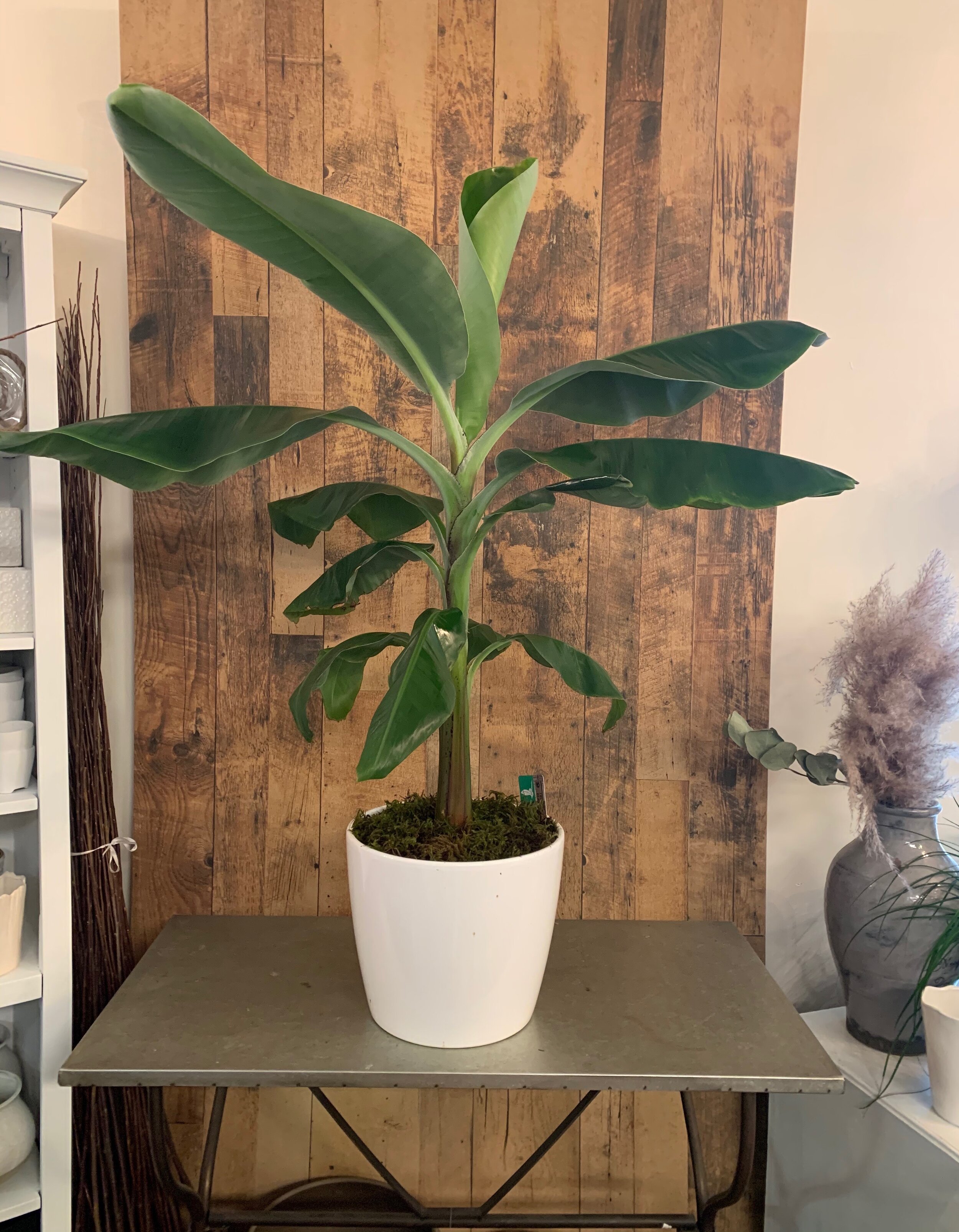 Banana Dwarf Cavendish (Tree)