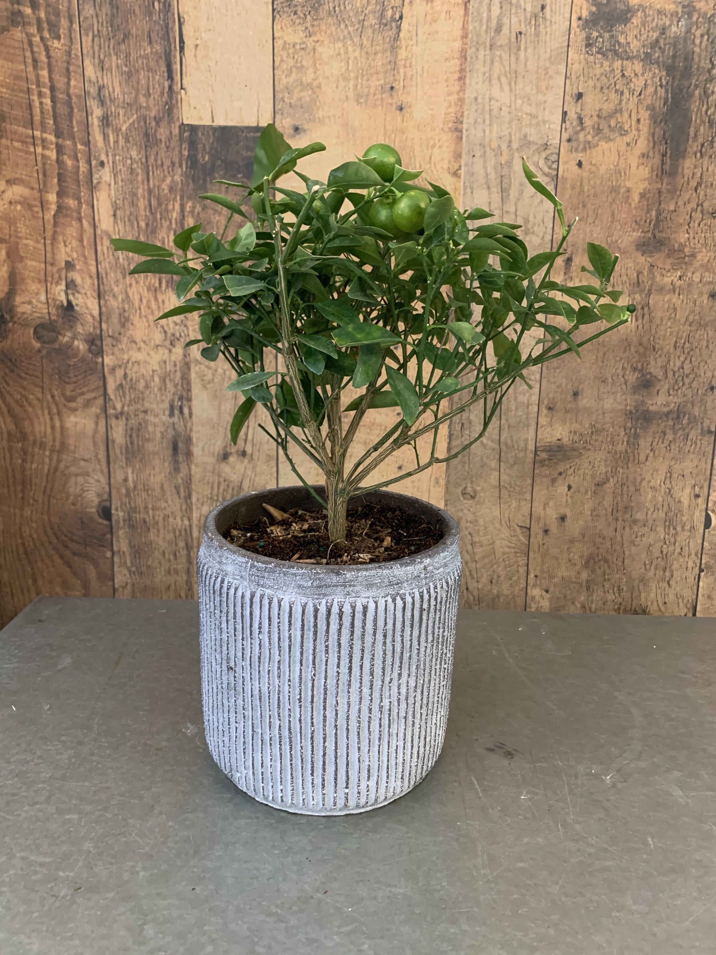 Calamondin Tree Potted