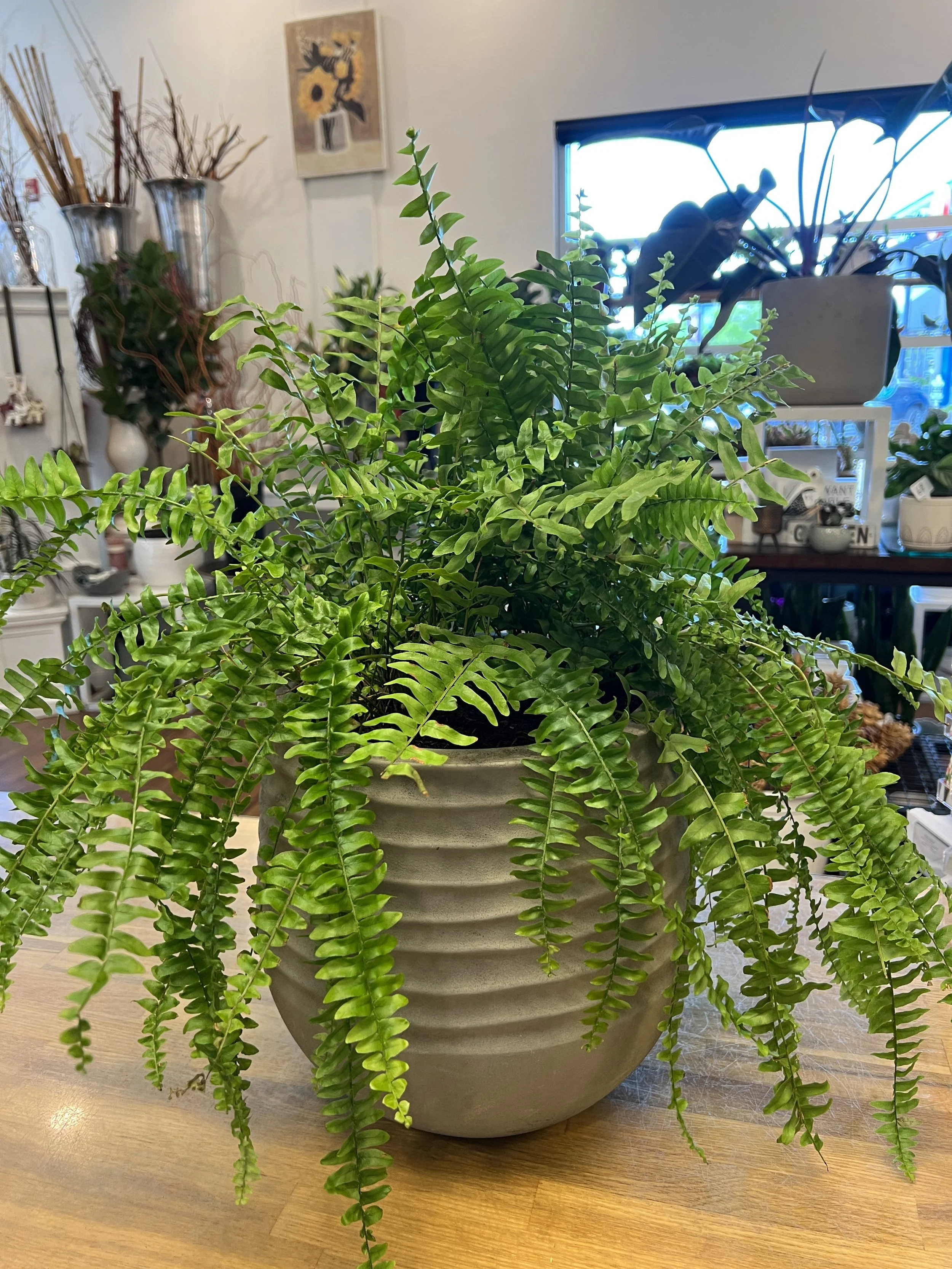 Patio Pot, Boston Fern.